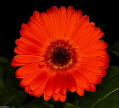Blütenzauber - Gerbera (1)