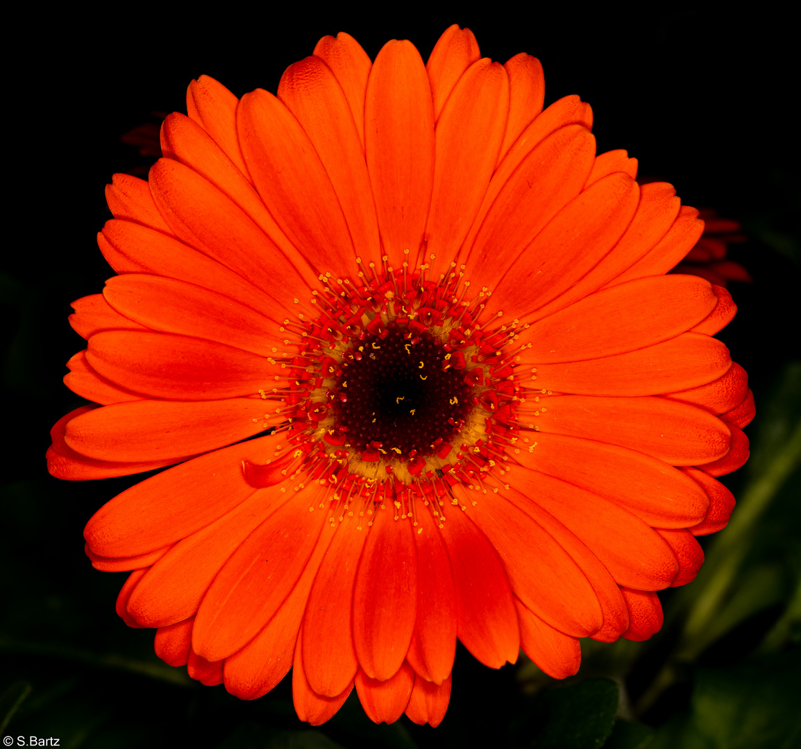 Blütenzauber - Gerbera (4)