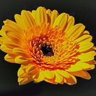 Blütenzauber Gerbera