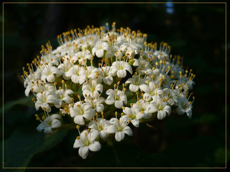 Blütenzauber II