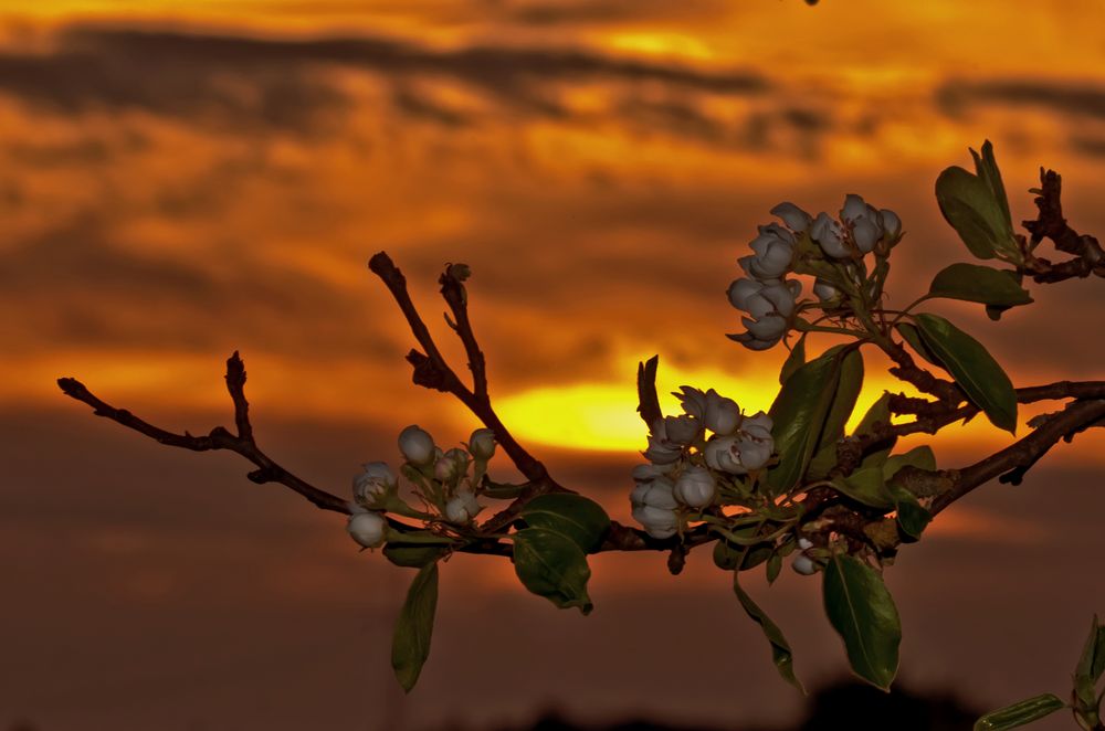 Blütenzauber im Abendrot