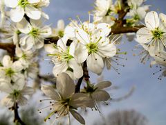 Blütenzauber im April.