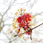 Blütenzauber im Britzer Garten... unbearbeitet