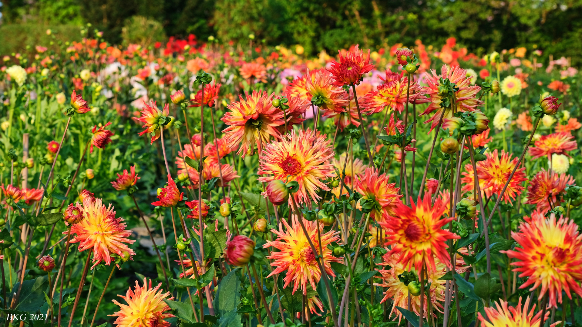 Blütenzauber im Dahliengarten Gera I