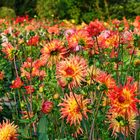 Blütenzauber im Dahliengarten Gera I