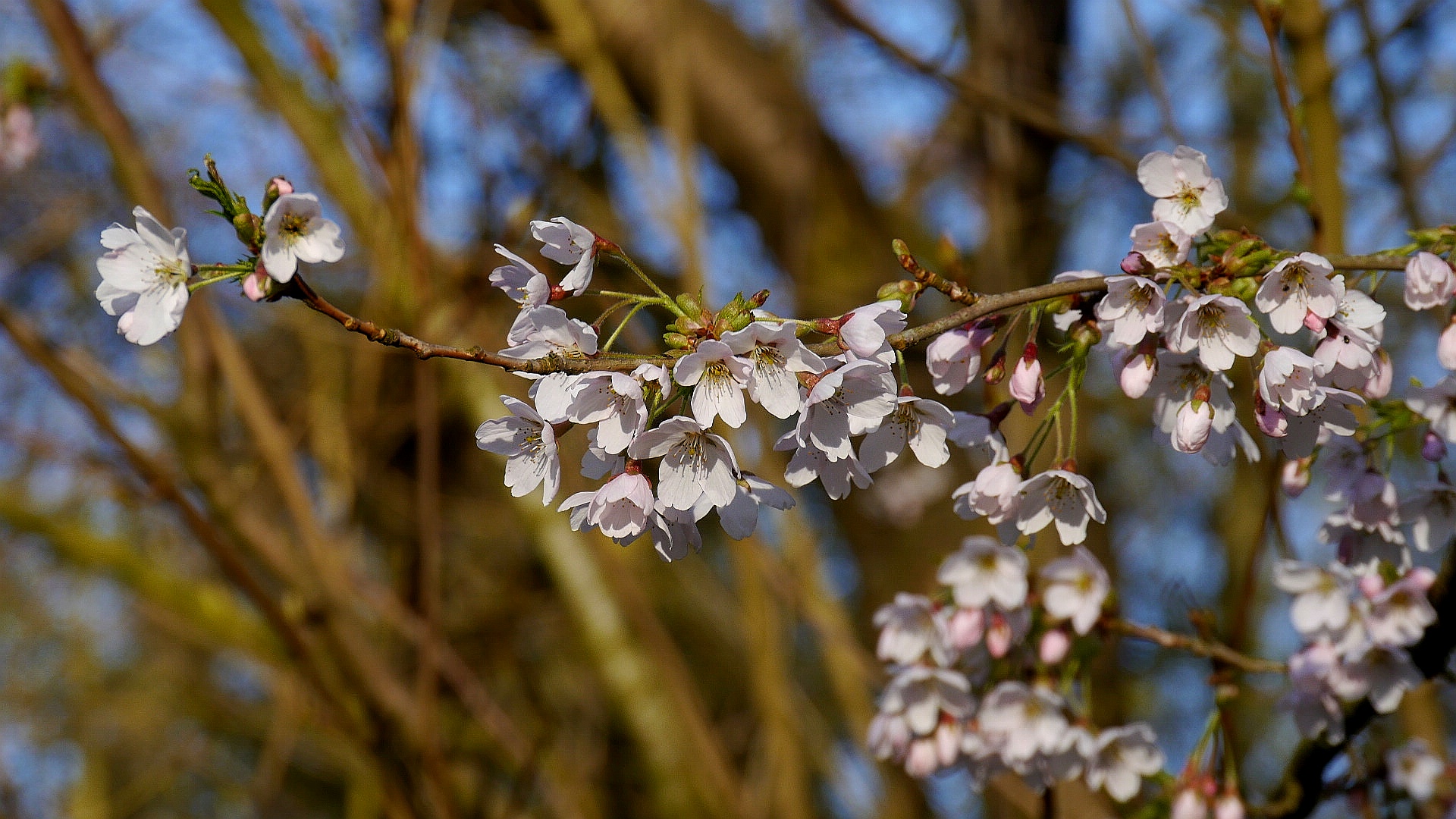 Blütenzauber im Frühling... 