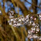 Blütenzauber im Frühling... 