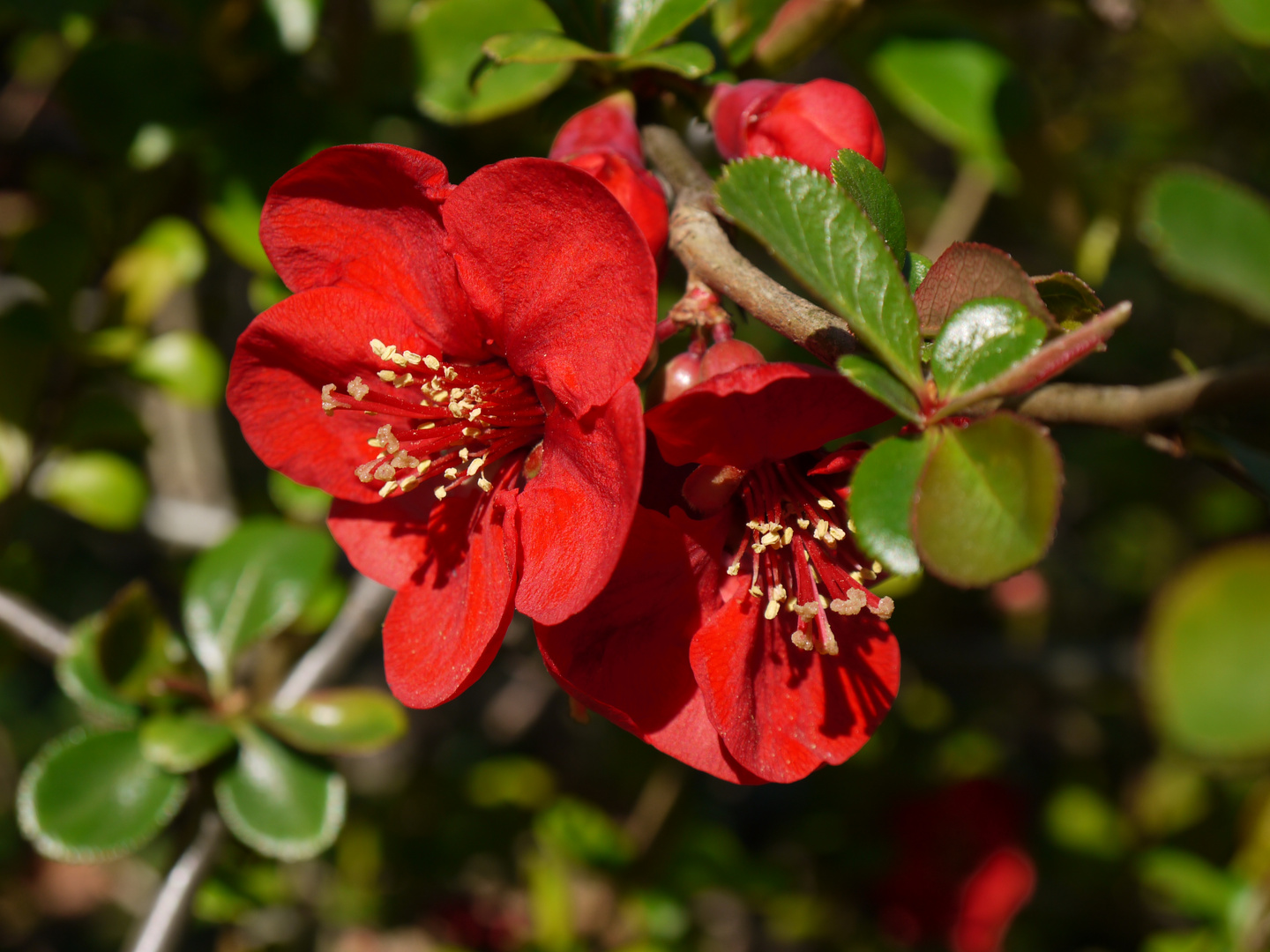 Blütenzauber im Frühling