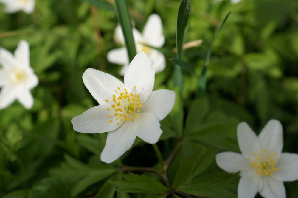 Blütenzauber im Frühling