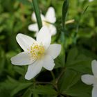 Blütenzauber im Frühling