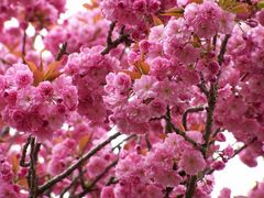 Blütenzauber im Frühling