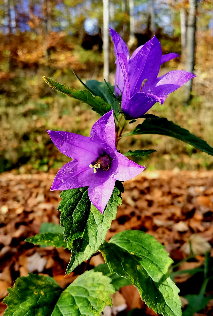 Blütenzauber im Herbst