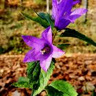 Blütenzauber im Herbst