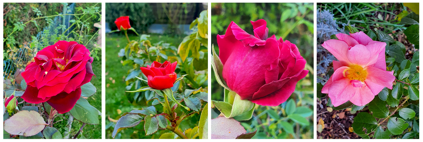 Blütenzauber im Herbst **