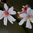 Blütenzauber im Januar