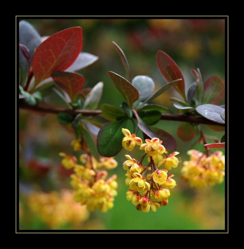 Blütenzauber im Park