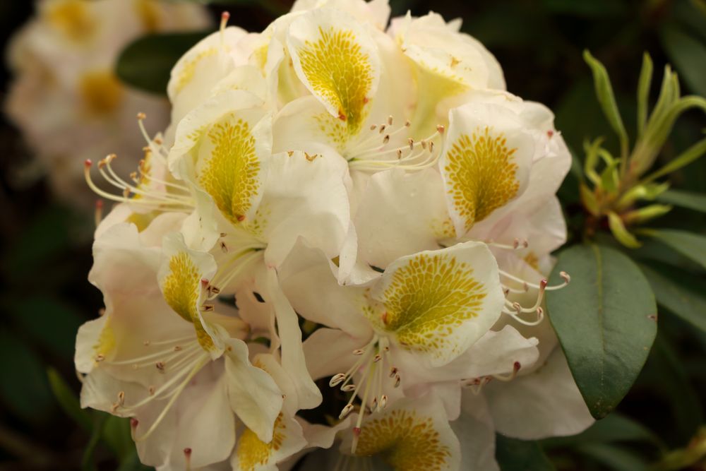 Blütenzauber im Rhododendronpark!