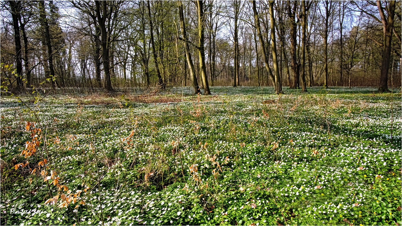 Blütenzauber im Schlosspark