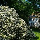 Blütenzauber im Schlosspark Tannenfeld 