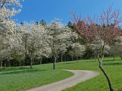 Blütenzauber im Schwarzwald