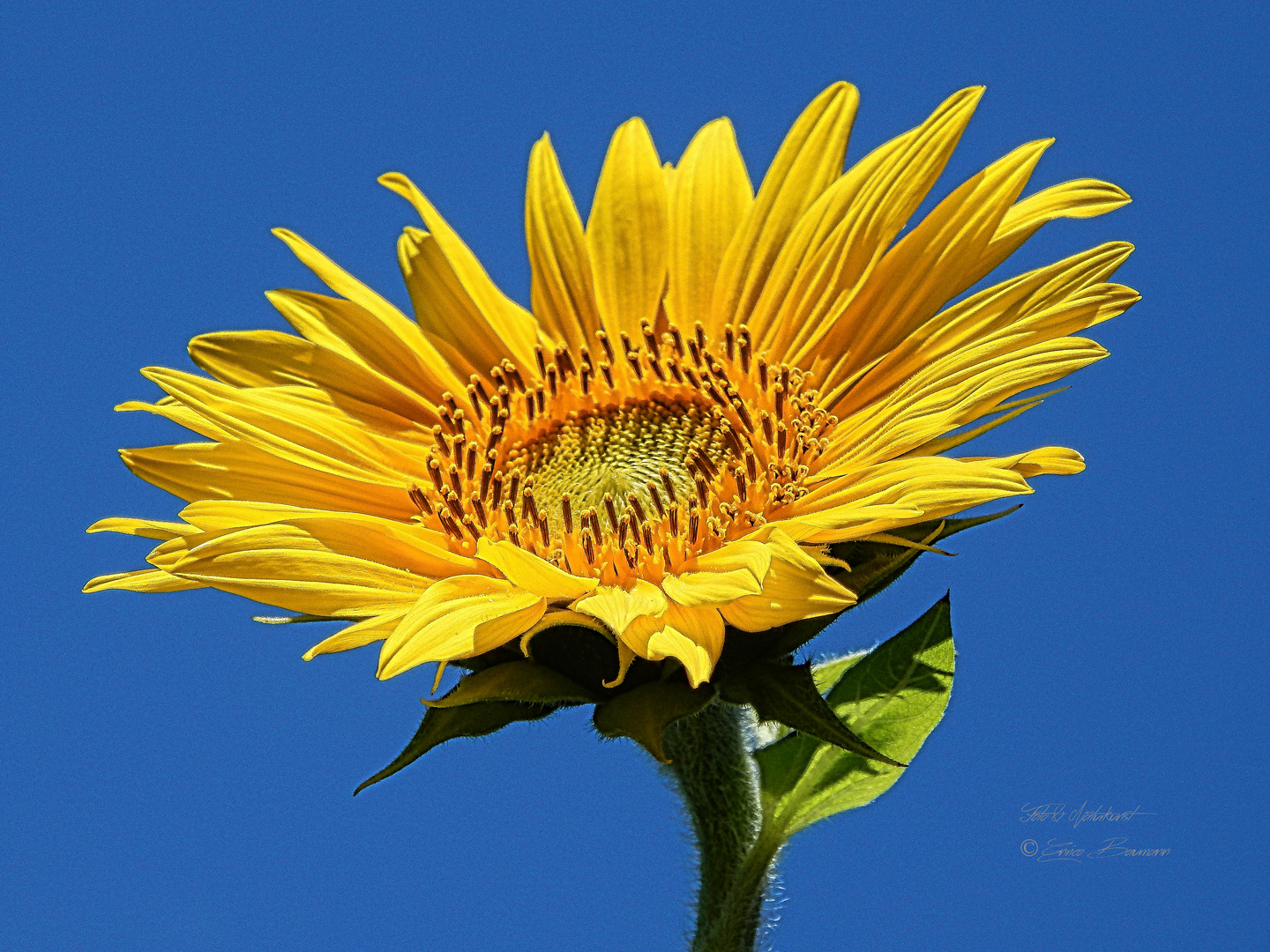 Blütenzauber im Sommer