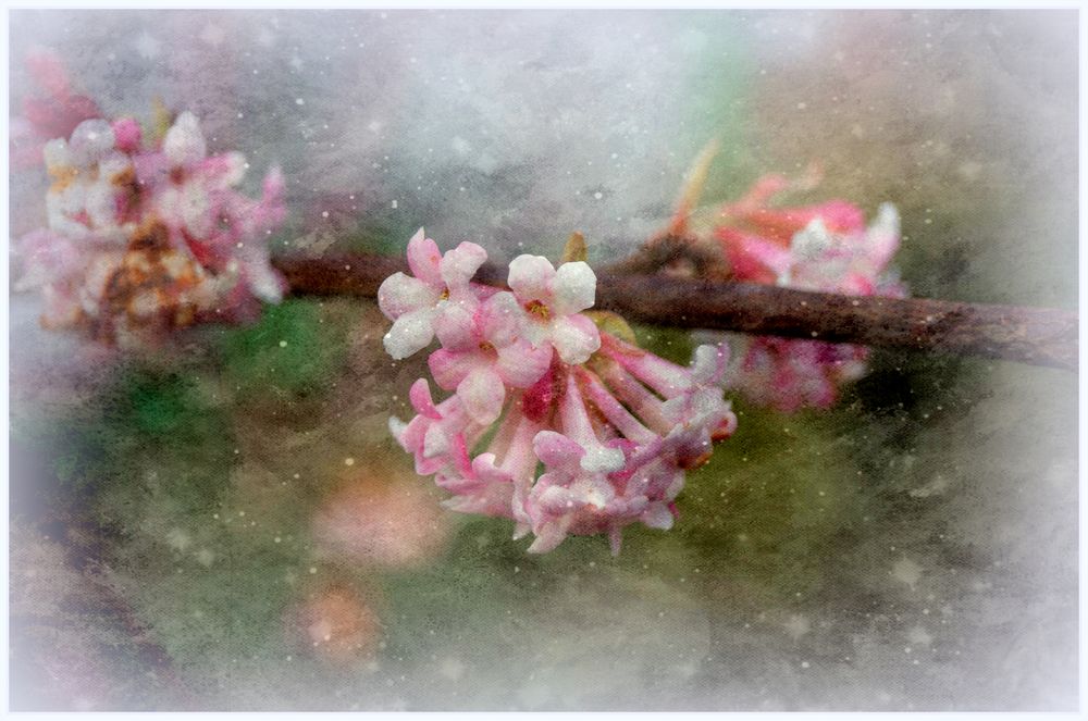 . Blütenzauber im Winter .