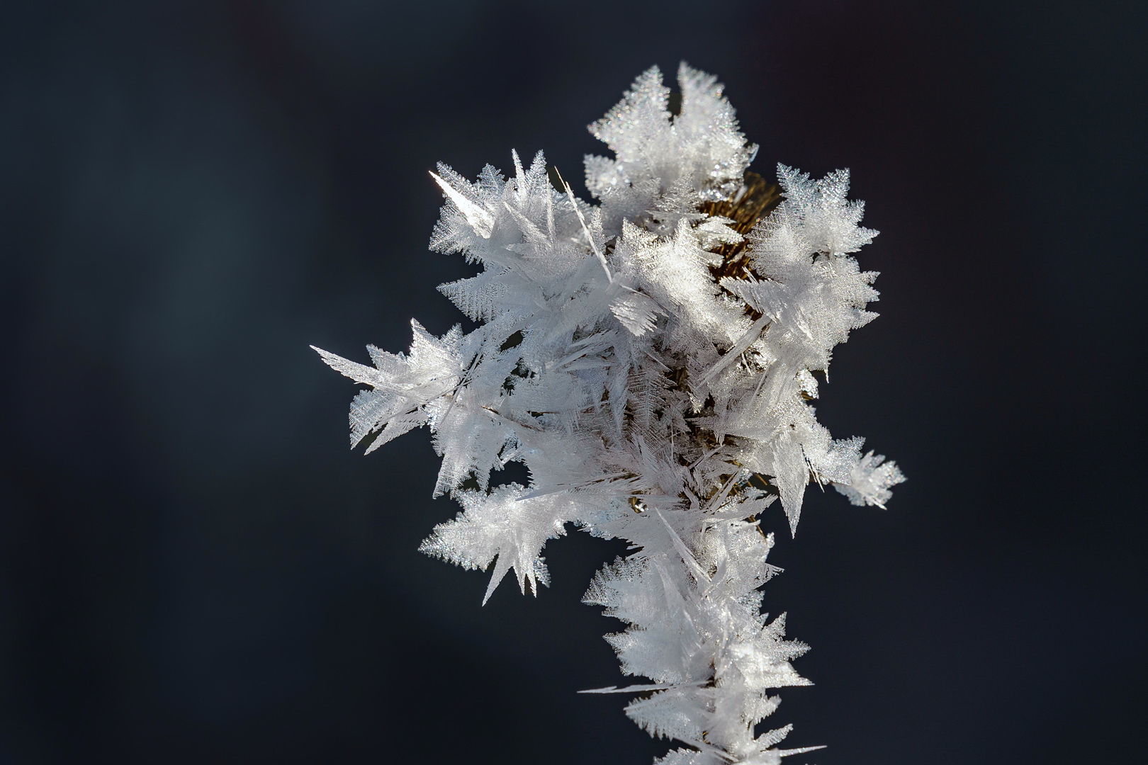 Blütenzauber im Winter