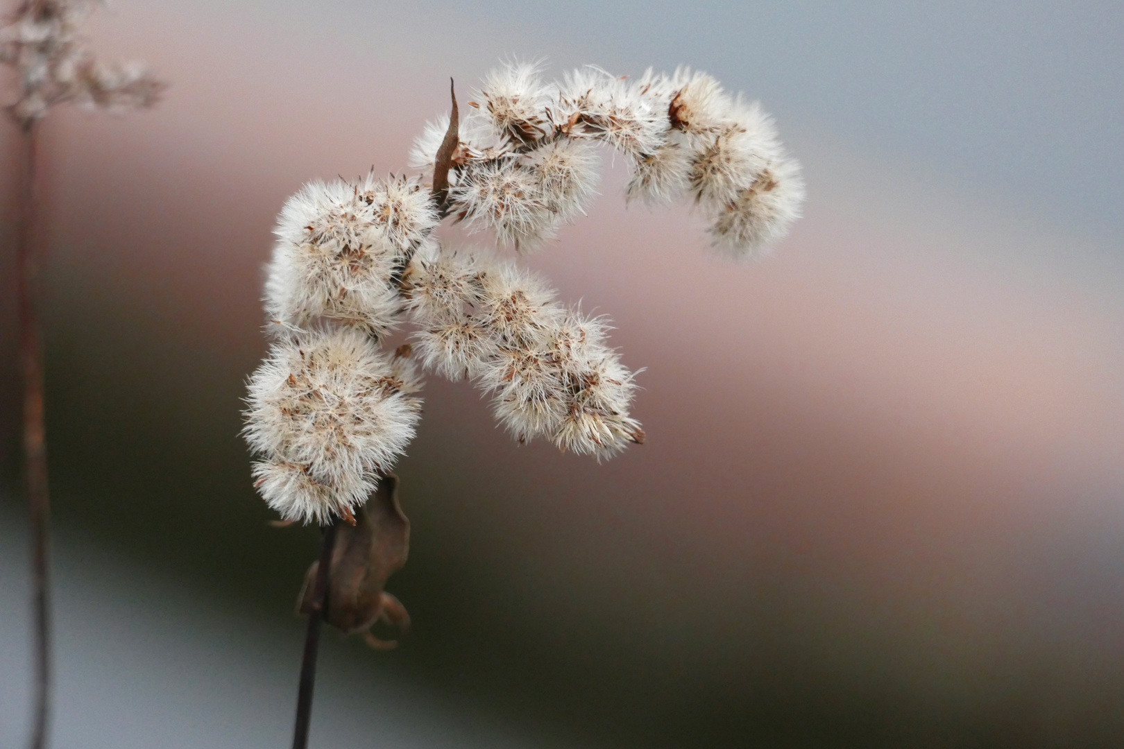 Blütenzauber im Winter