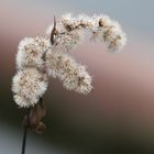 Blütenzauber im Winter