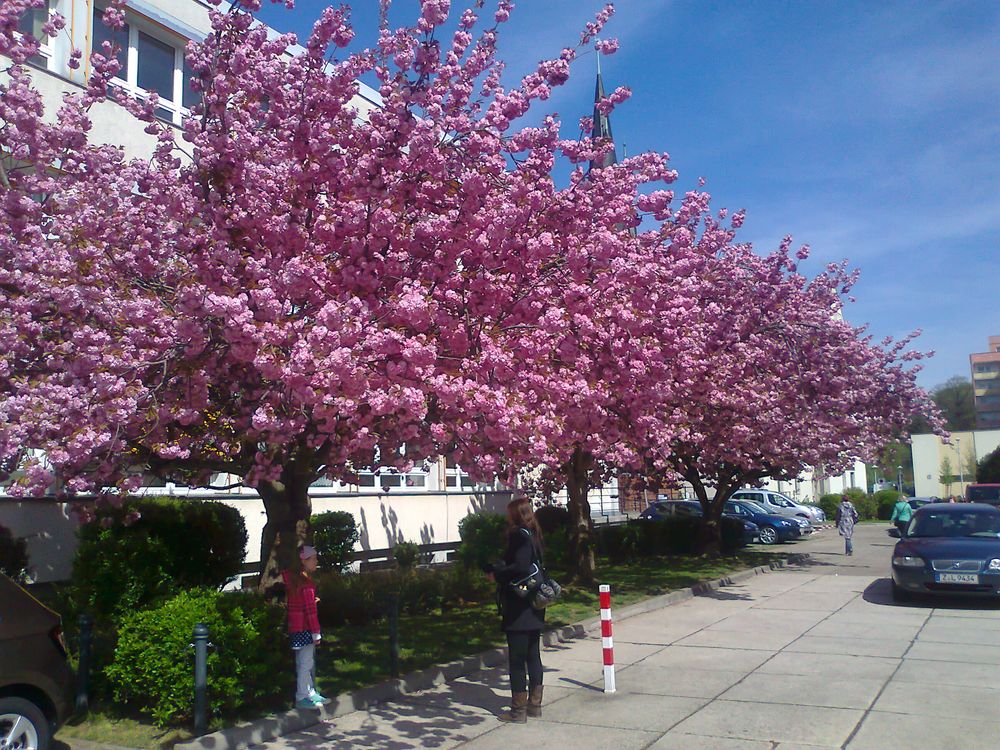 BLÜTENZAUBER IN DER MITTAGSSONNE Zwickau 29.4.2015