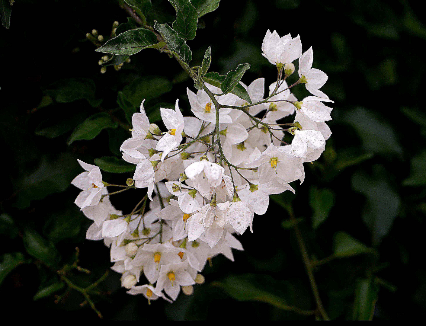 Blütenzauber in Gerds Garten.