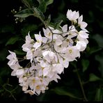 Blütenzauber in Gerds Garten.