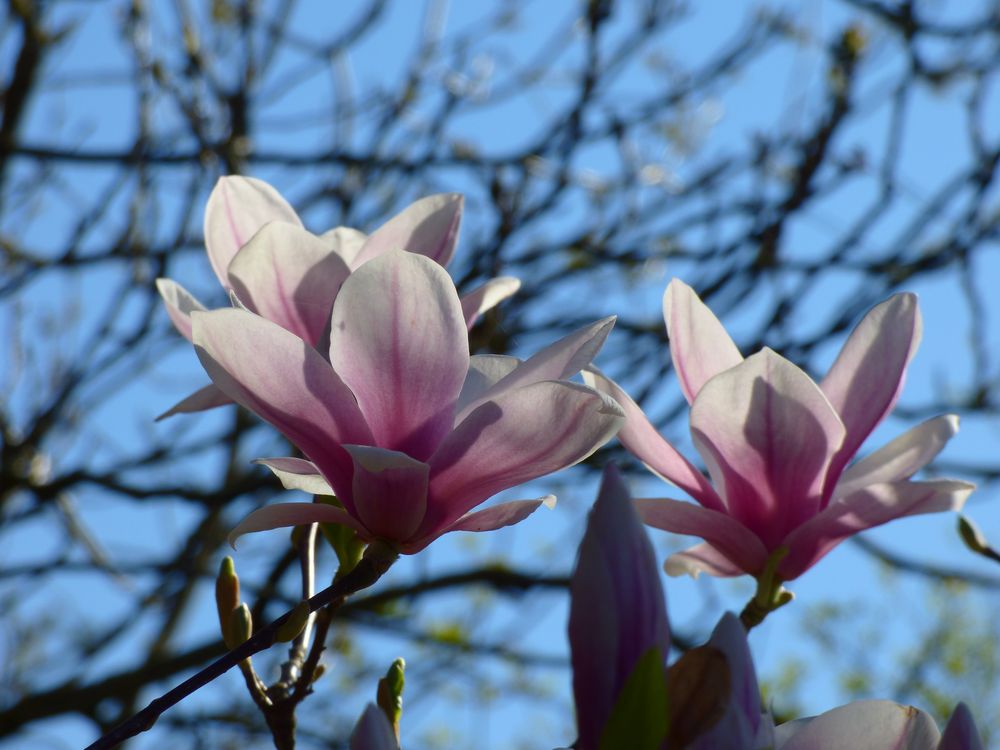 Blütenzauber in Nachbars Garten