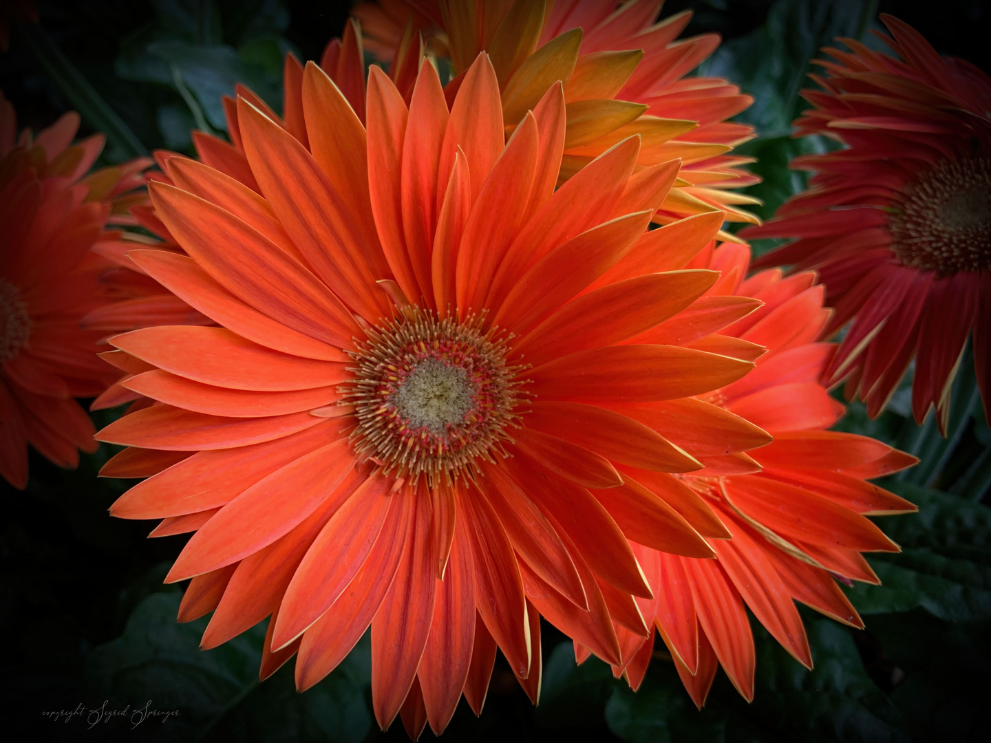 blütenzauber in orange