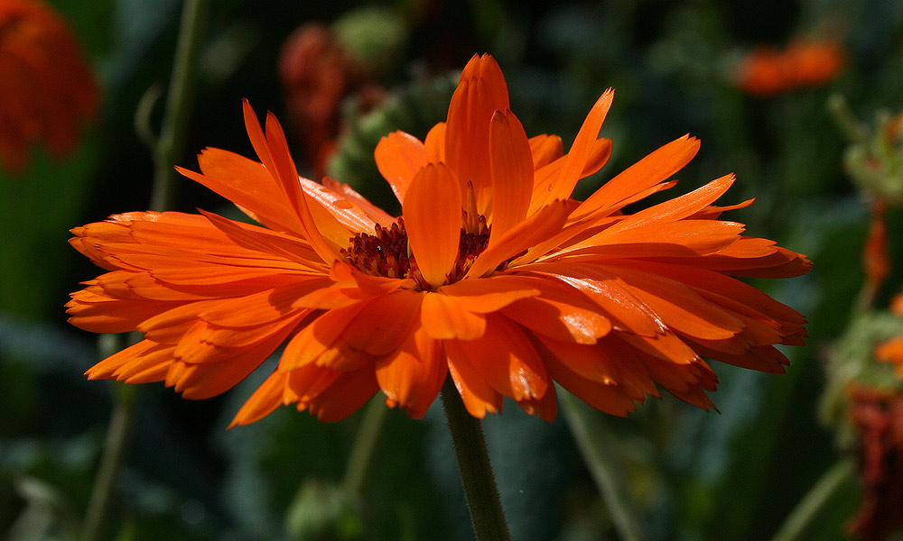 Blütenzauber in orange...