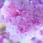 Blütenzauber in pastell