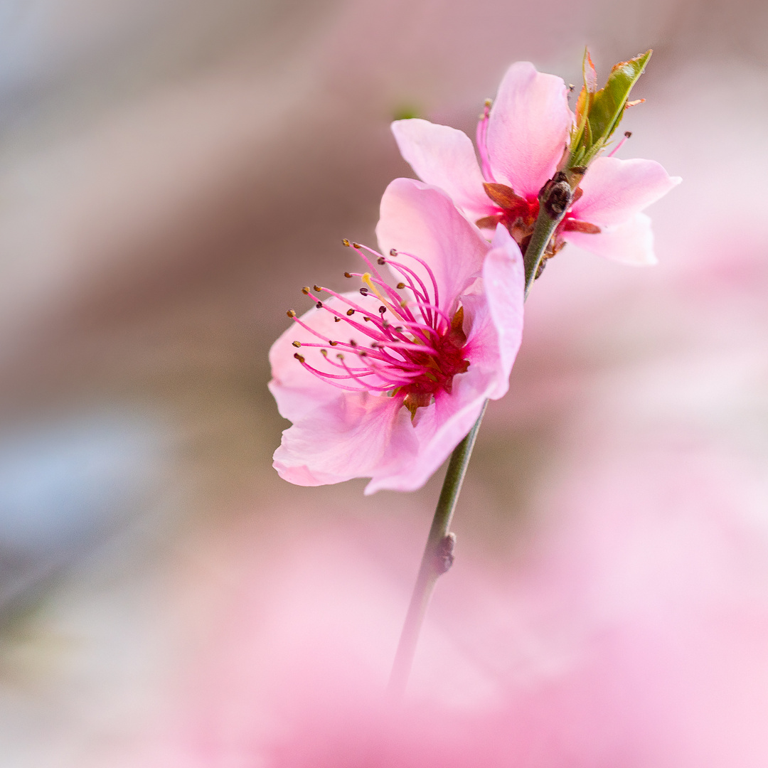 Blütenzauber in Rosa