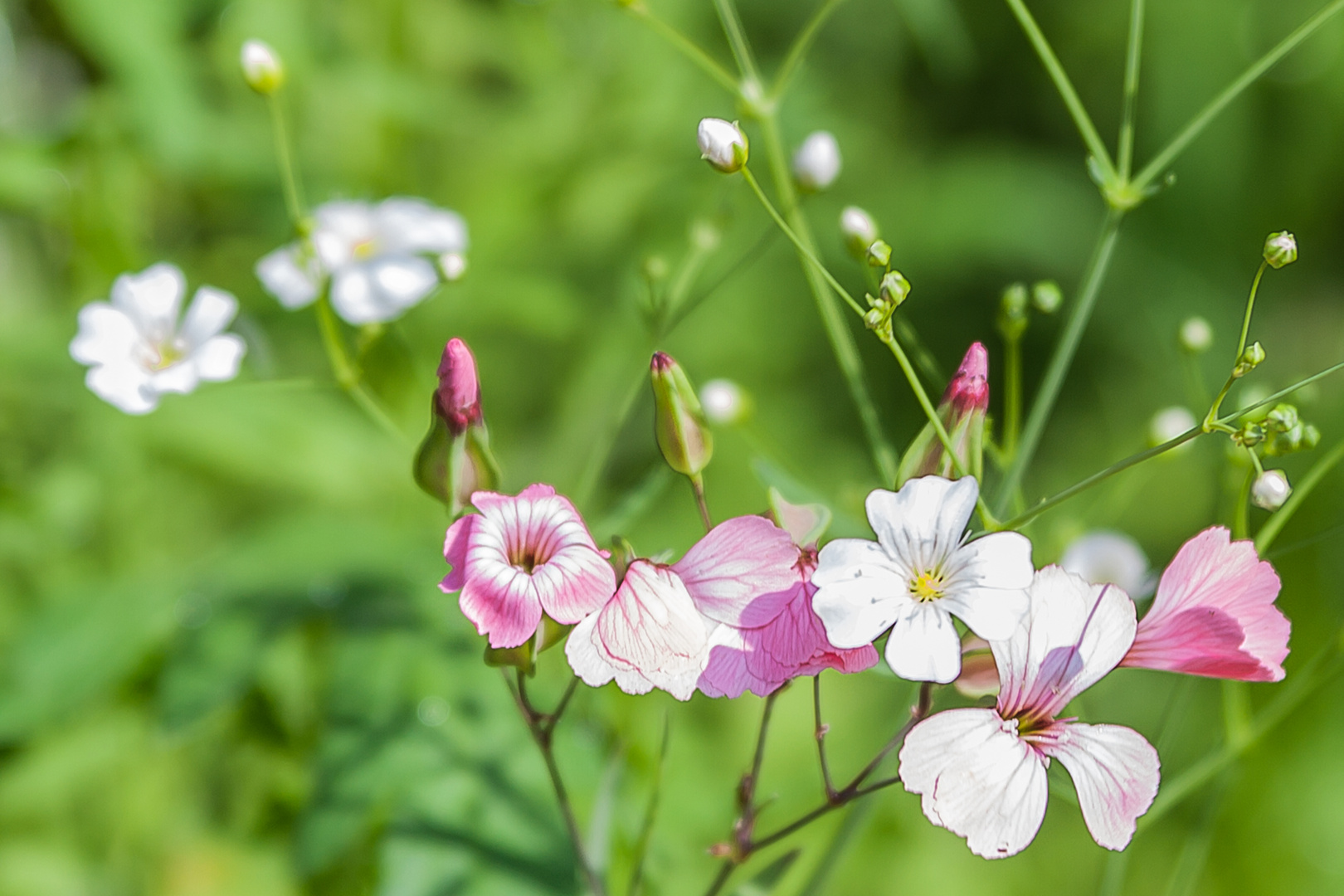 Blütenzauber in Rosa