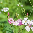 Blütenzauber in Rosa