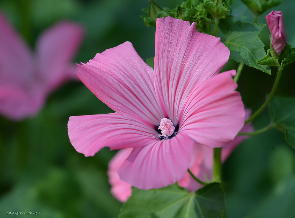 Blütenzauber in rosé