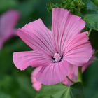 Blütenzauber in rosé