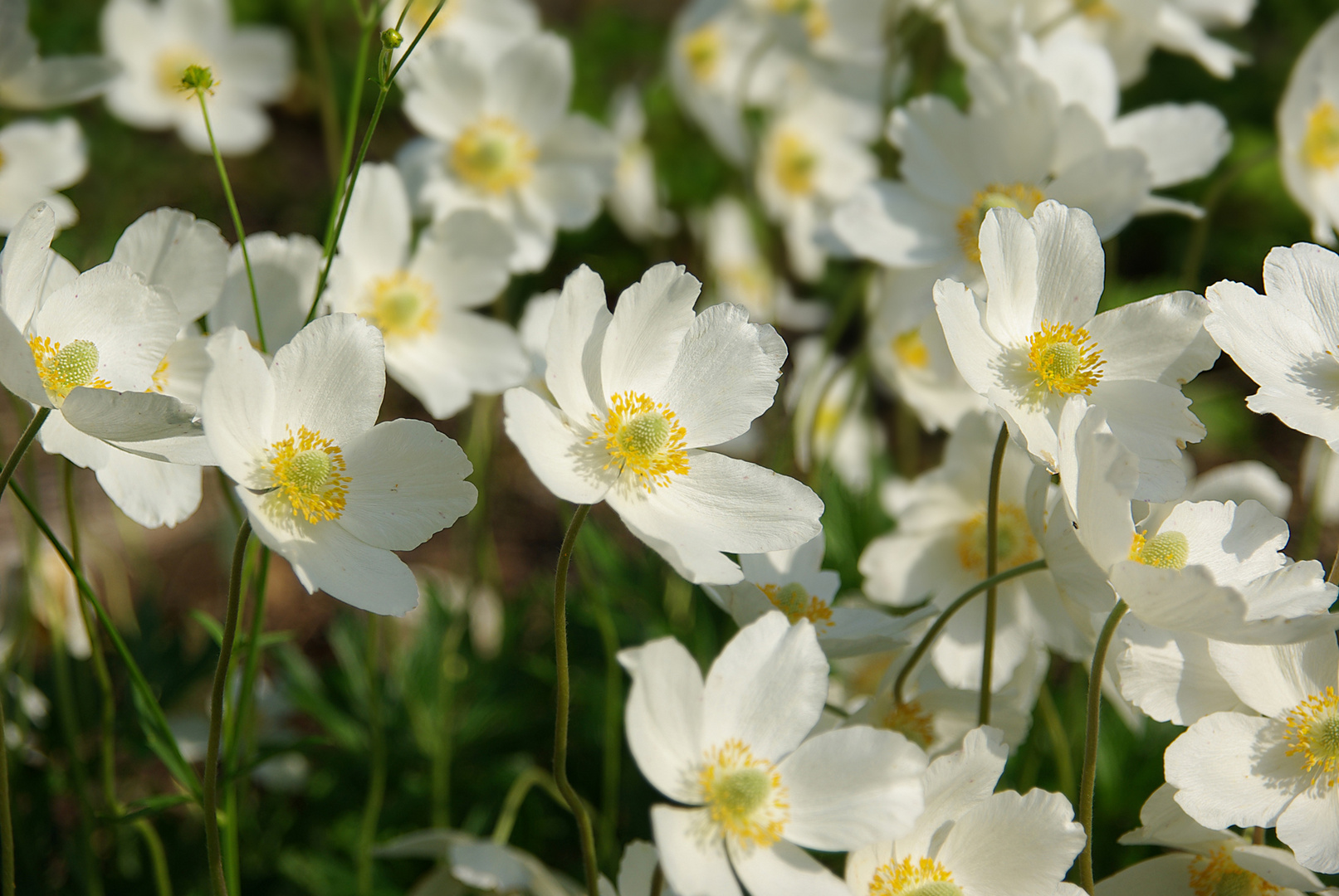 Blütenzauber in weiss