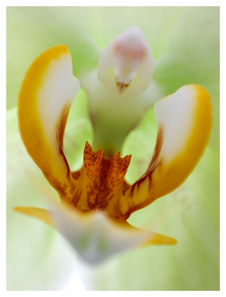 Blütenzauber IV. Orchidee