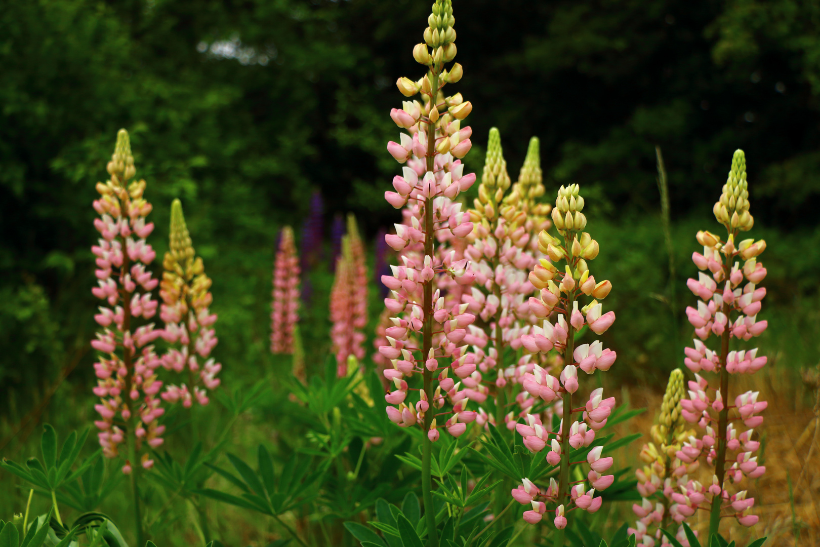 Blütenzauber - Lupinen 