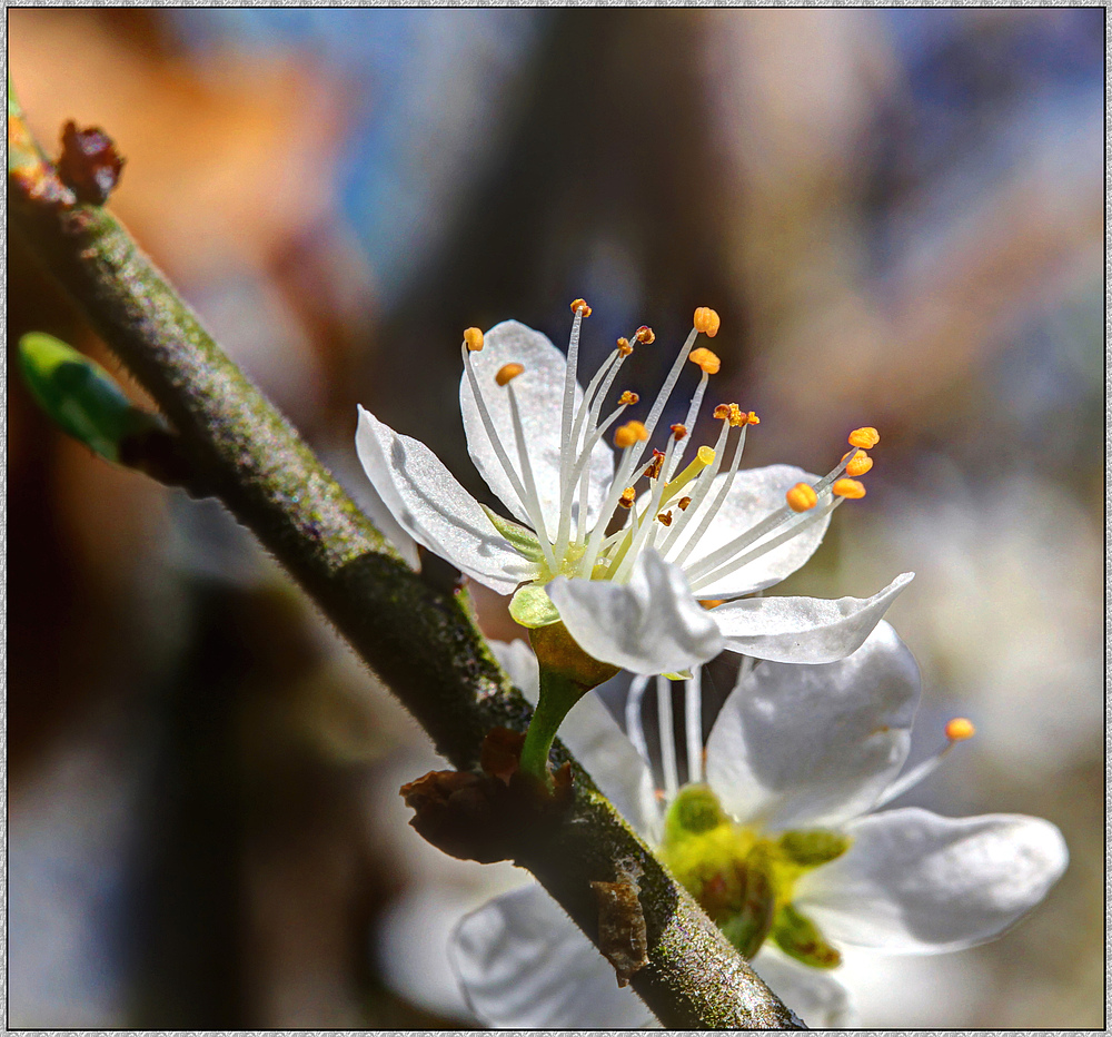 Blütenzauber : Makro in HDR von Hanspi Sommer 