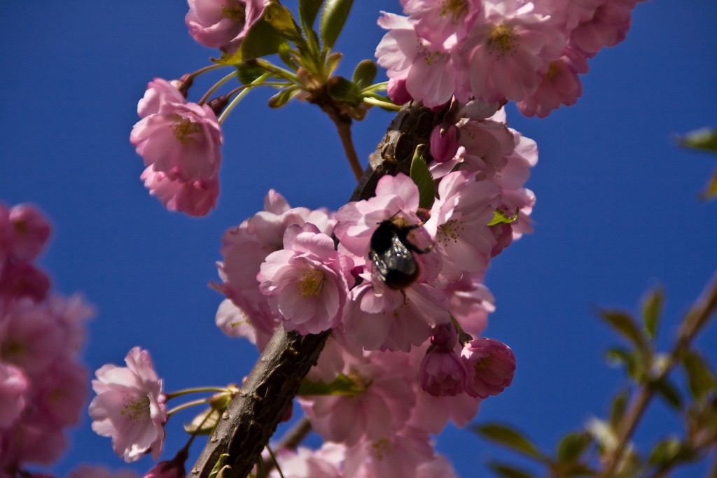 Blütenzauber mit Hummel