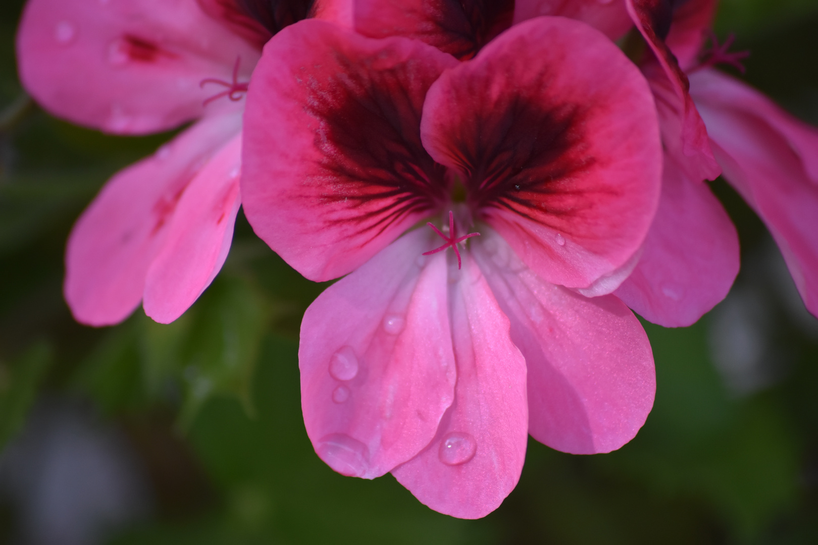 Blütenzauber nach Regenschauer