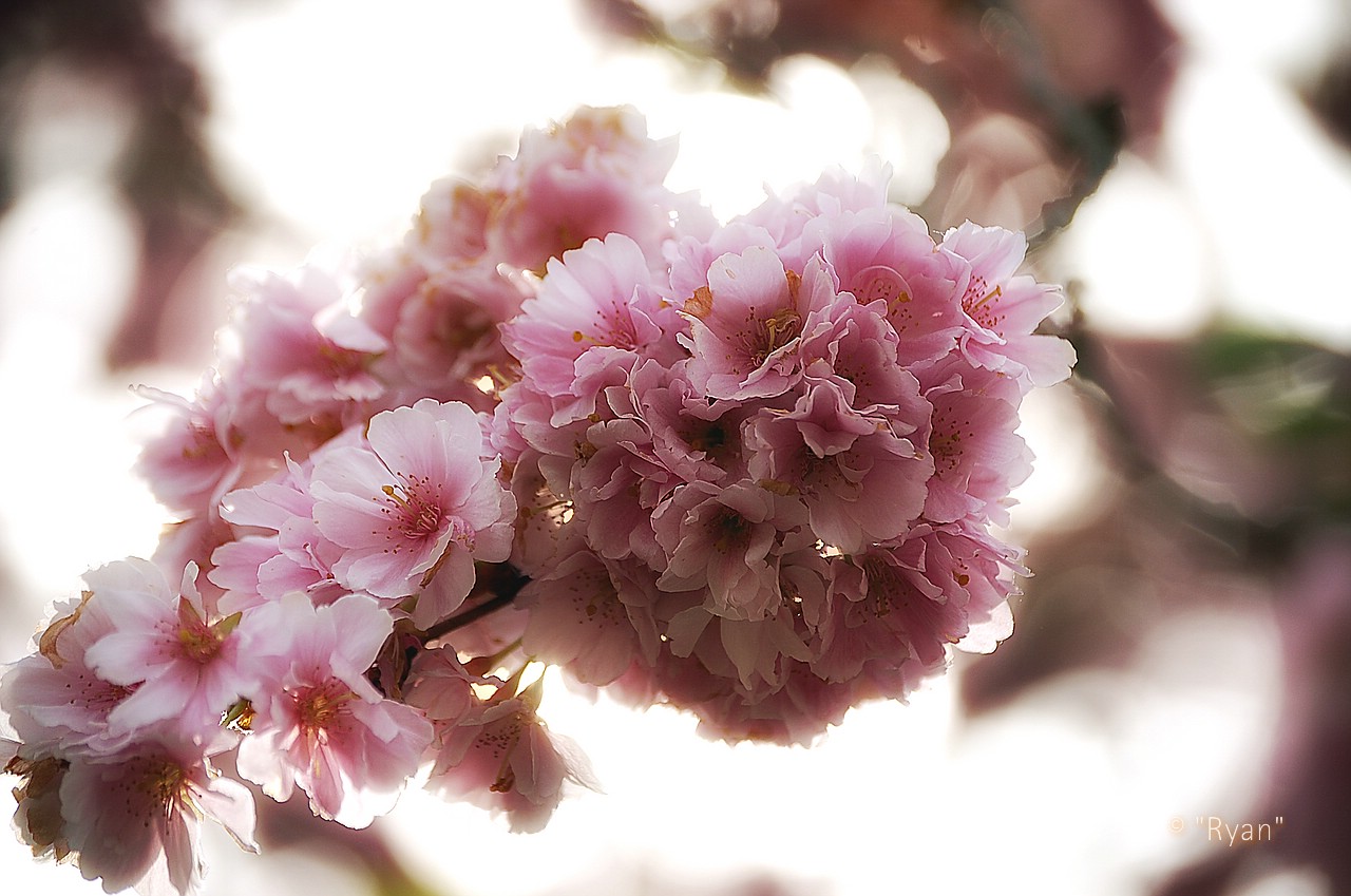Blütenzauber - Sehnsucht nach dem Frühling