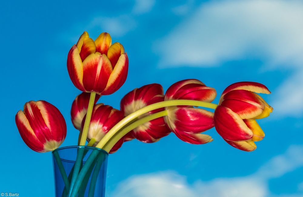 Blütenzauber - Tulpen (1)