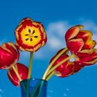 Blütenzauber - Tulpen (3)